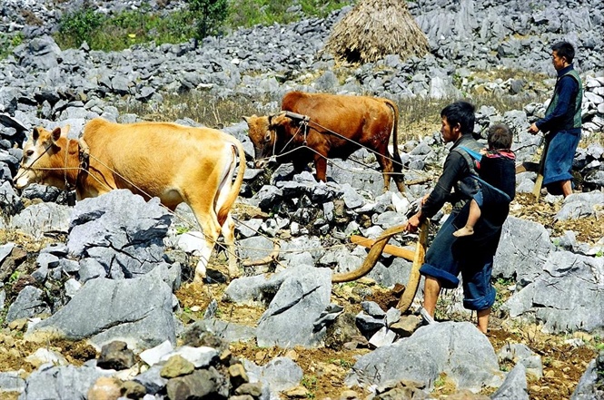 Cày bừa trên cao nguyên đá