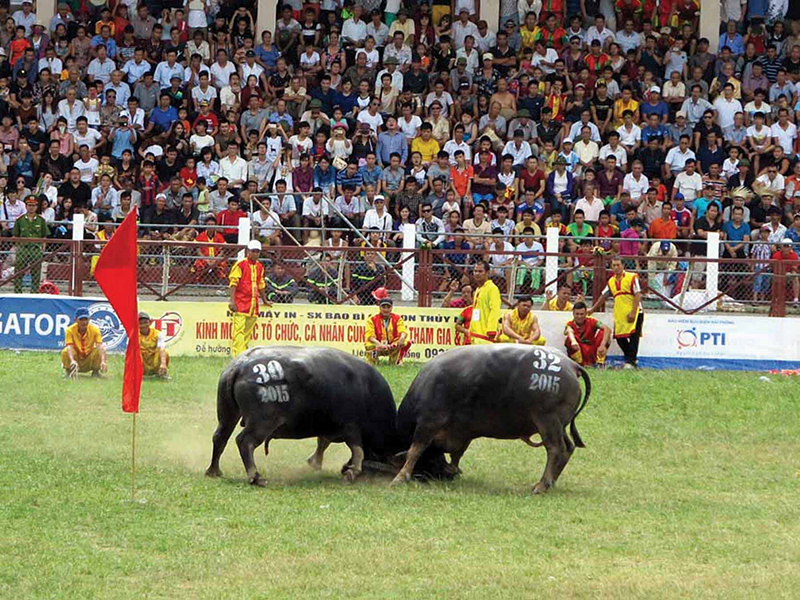 Chọi trâu trong lễ hội