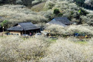 Du lịch Mộc Châu: mẹo di chuyển thuận tiện và dễ dàng