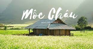 Mộc Châu mùa cải trắng