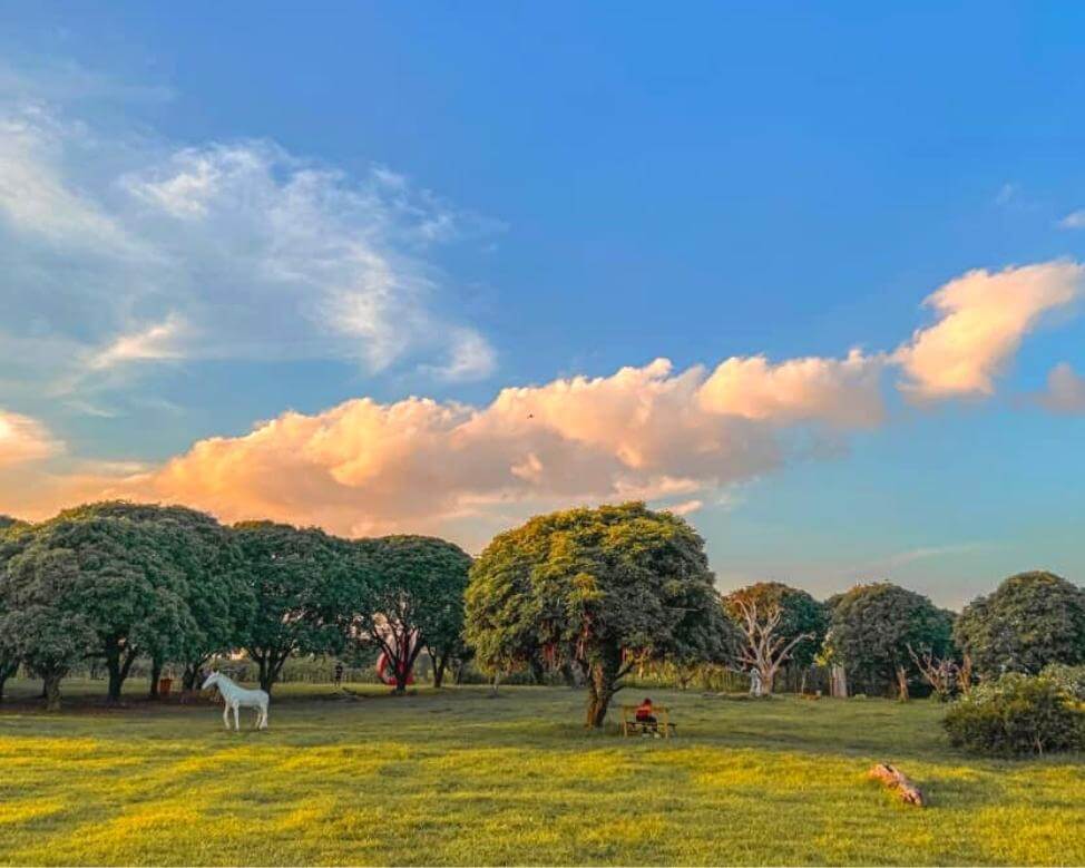 Vườn nhãn Long Biên